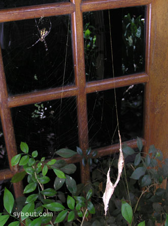 Garden Spider   on Argiope In Web Top Left With Egg Sacs Down Right