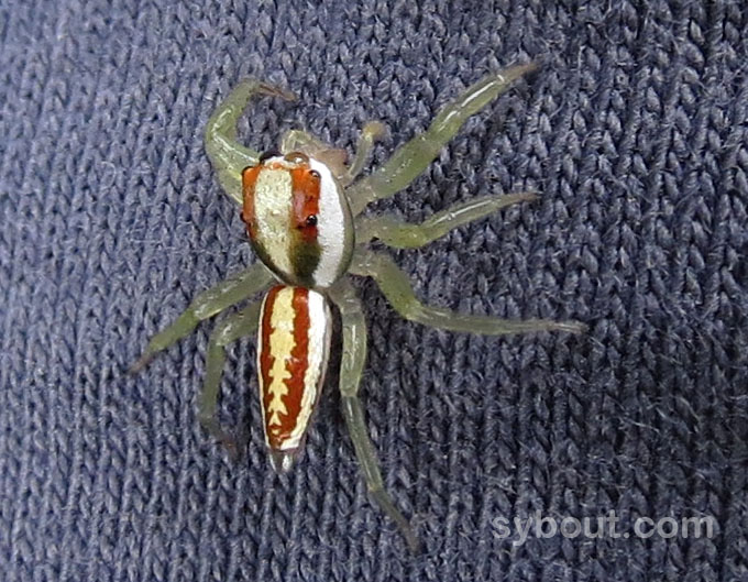 Epocilla sp - Jumping Spider