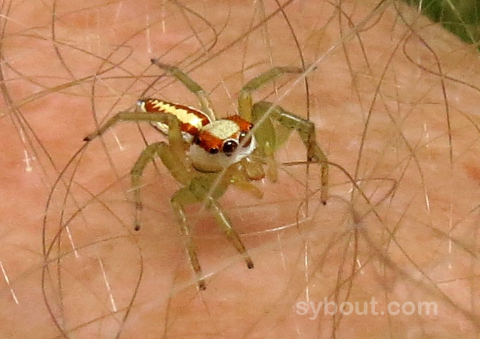 Epocilla sp - Jumping Spider