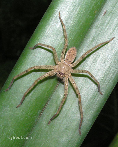Domestic Huntsman Spider