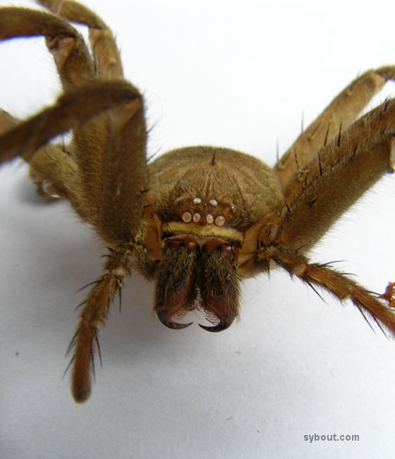 Domestic Huntsman Spider - exoskeleton
