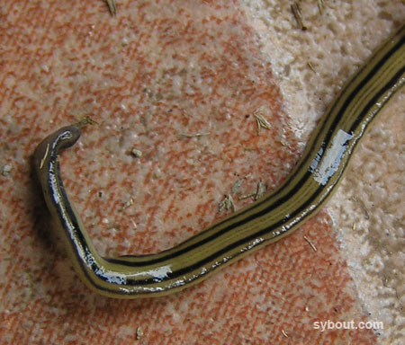 Tropical Garden Animals Worms Indonesia