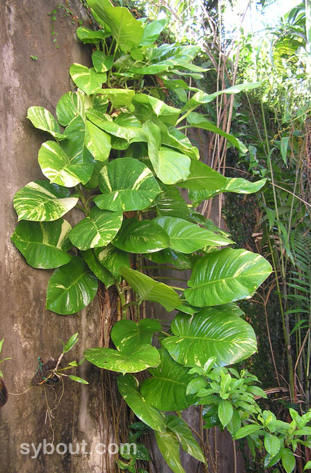 Pothos