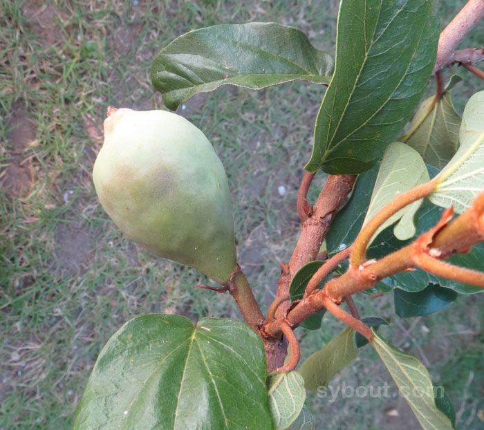 Ficus pumila fruit