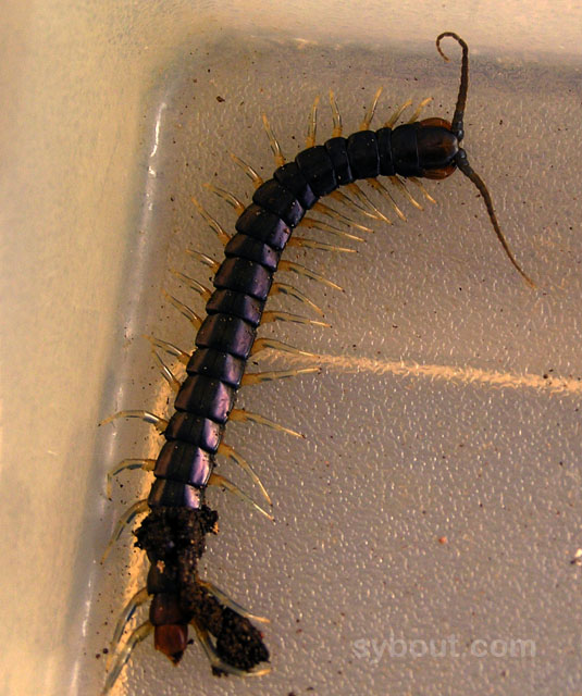 Centipede