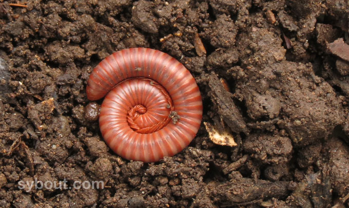 Millipede rolled up