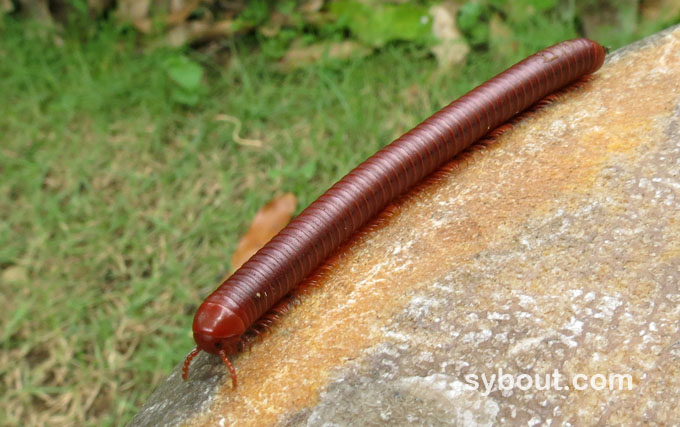 Millipede, Kaki Seribu