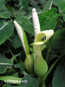Syngonium wendlandii flower