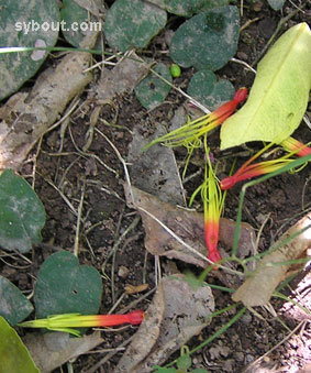 Dropped mistletoe flowers