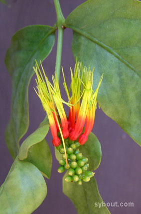 ecaisnina stenopetala flowers