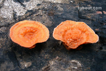 orange fungus