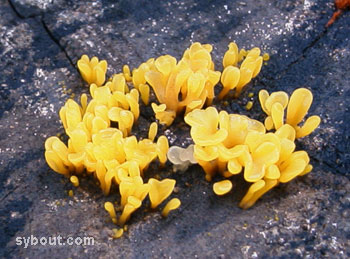 yellow fungus