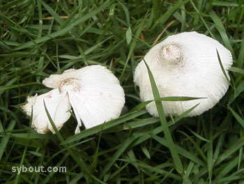 white mushroom