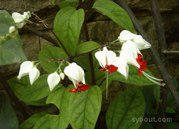 Bleading Heart Vine