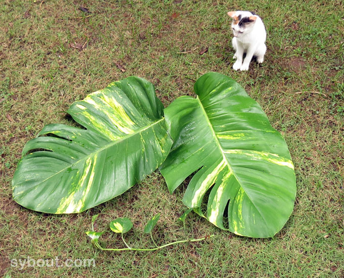 Pothos