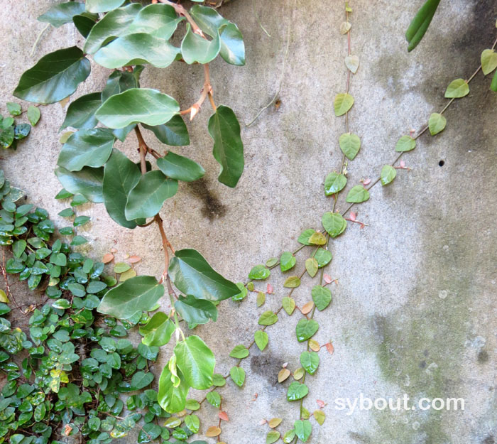 Ficus pumila leaf sizes