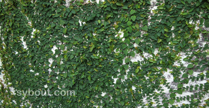 Ficus pumila
