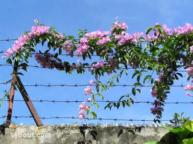 Garlic Vine
