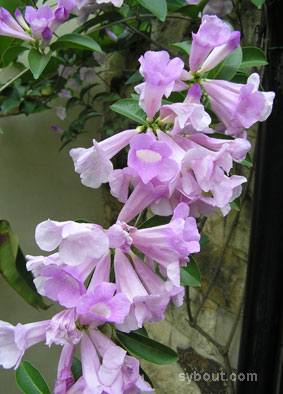 Garlic Vine
