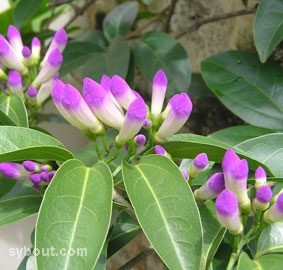 Garlic vine