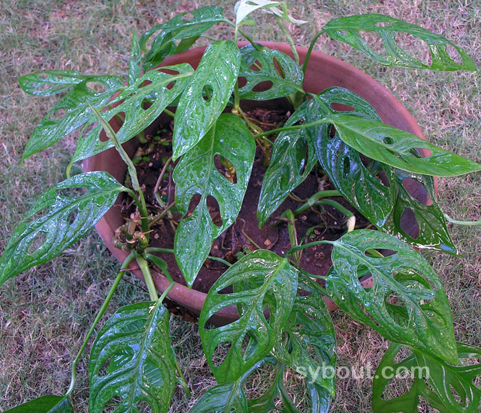 Monstera adansonii