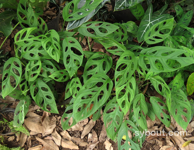 Monstera adansonii