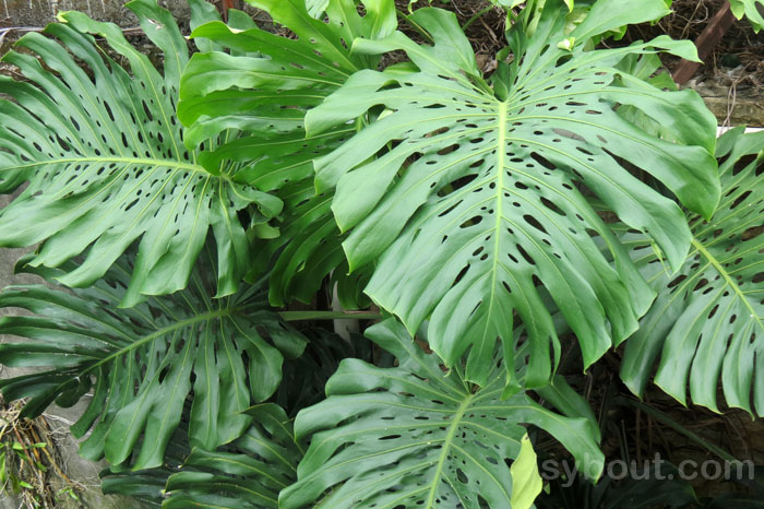 Monstera delciosa