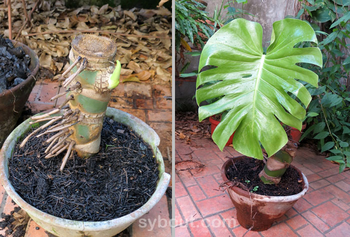 Monstera delciosa fruits