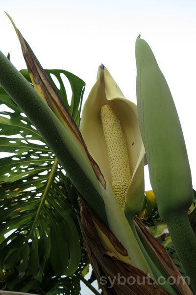Monstera delciosa - open flower and flower bud