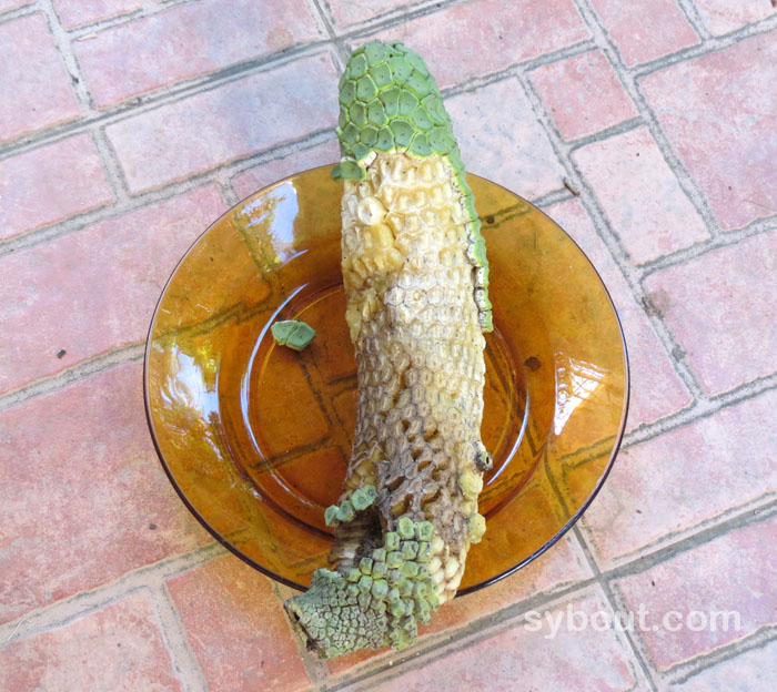 Monstera delciosa fruit