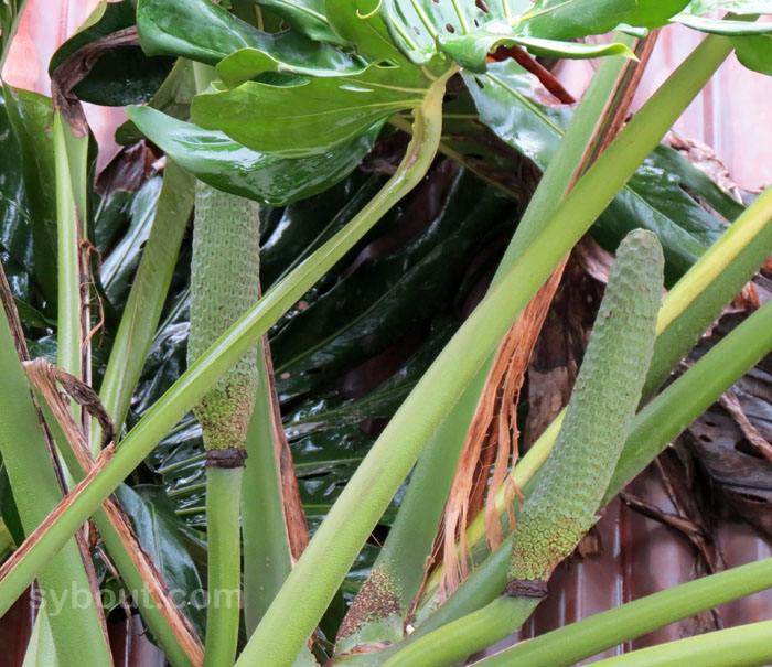 Monstera delciosa fruits