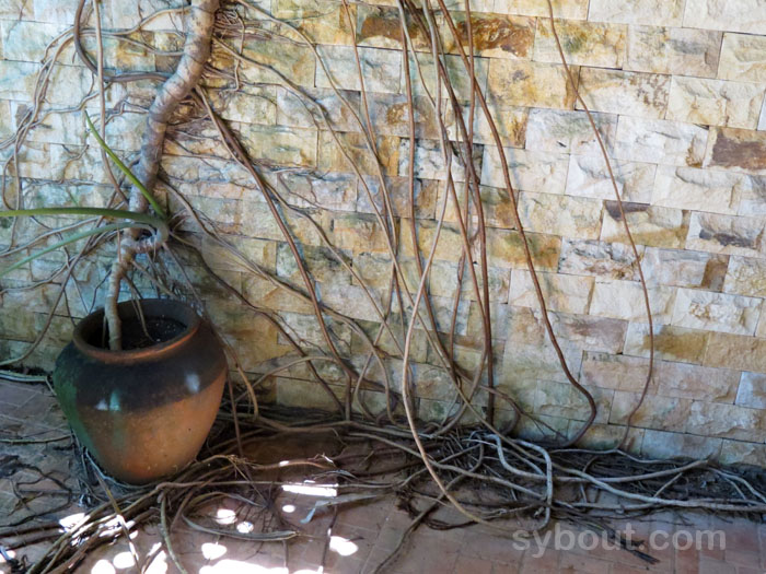 Monstera delciosa roots