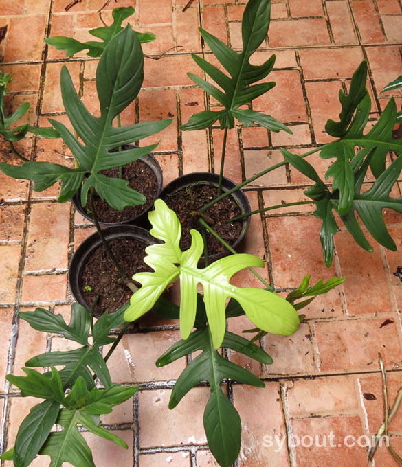 Oak Leaf Philodendron