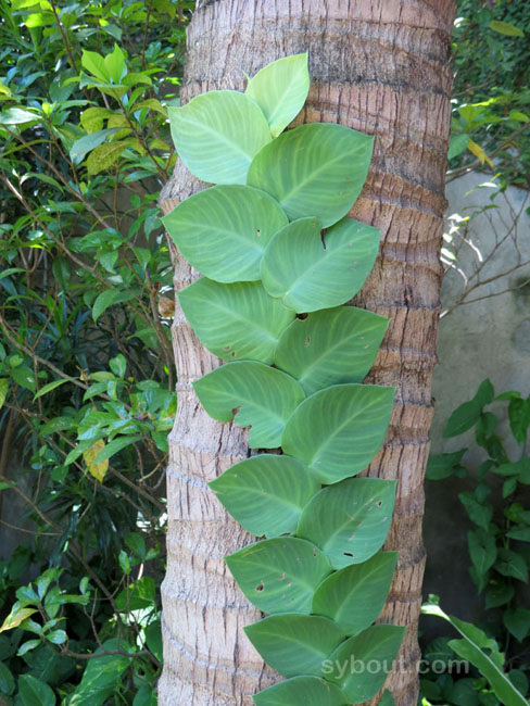 Rhaphidophora hayi