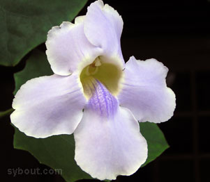 Trumpet Vine