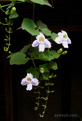 Trumpet Vine